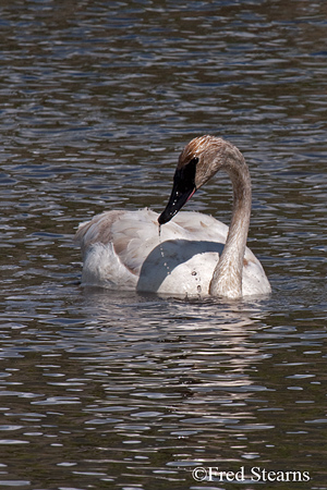 Elk NR Trumpeter Swan